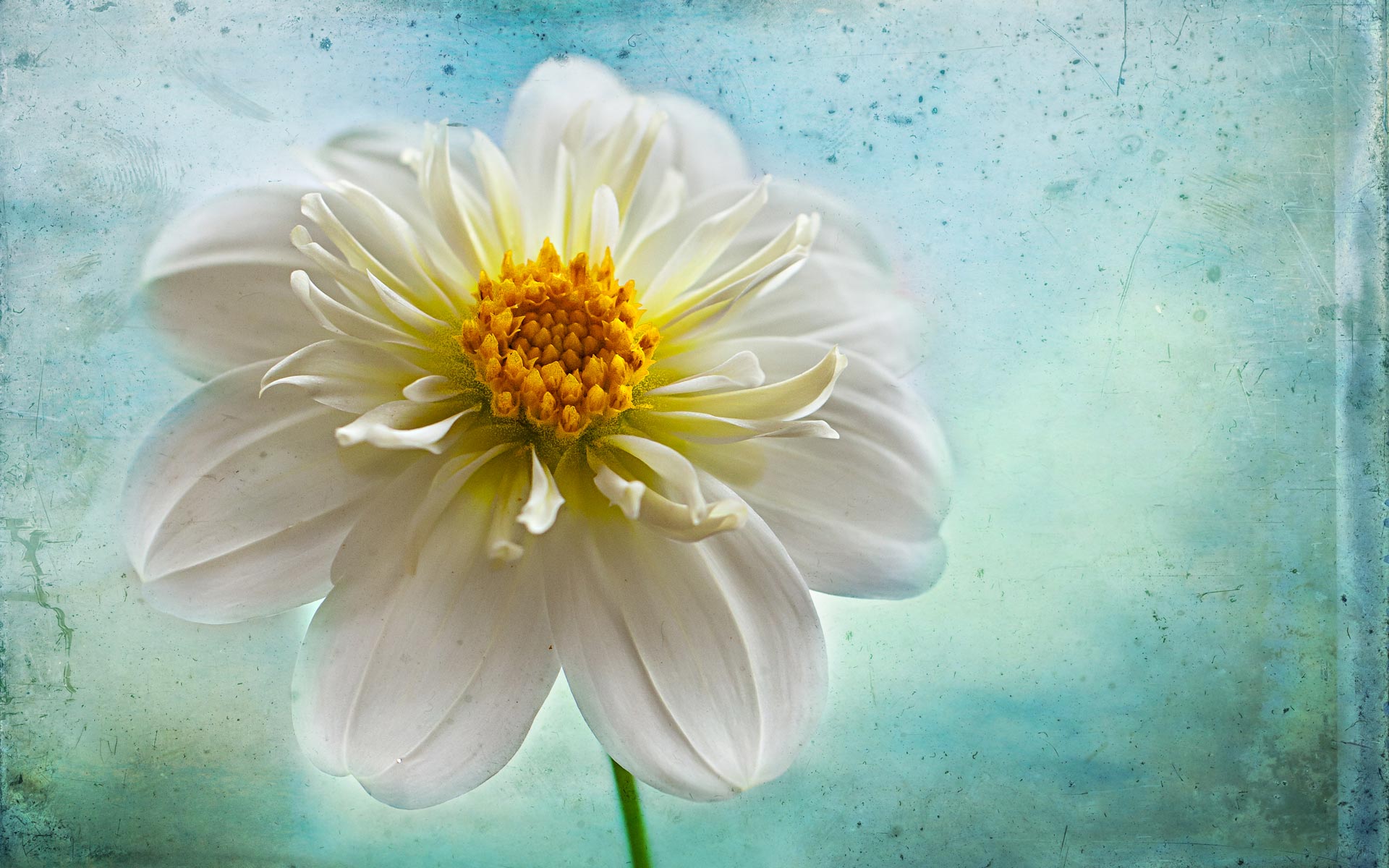 Download White Flower Closeup Flower Nature Dahlia HD Wallpaper