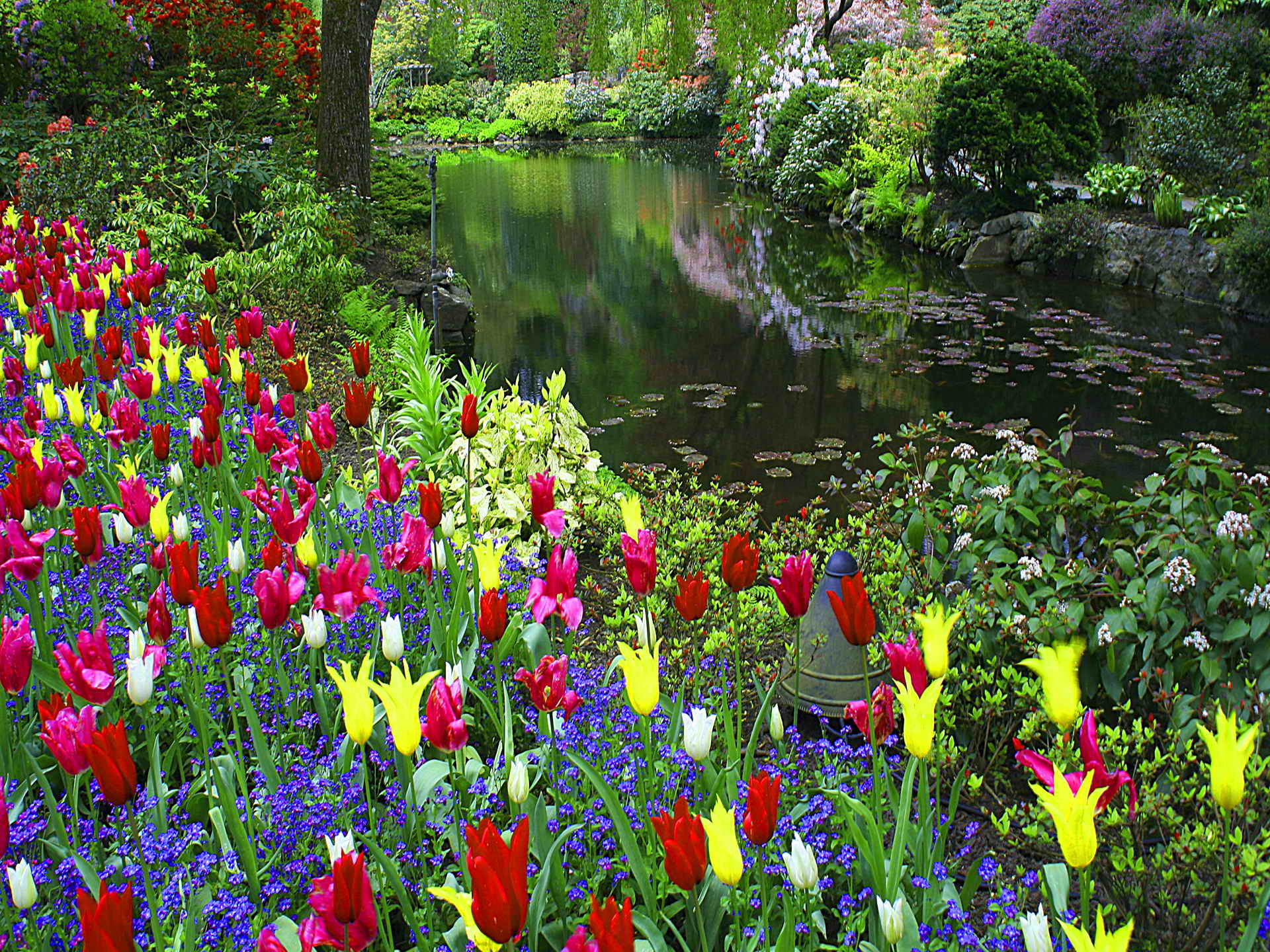 Tulips in Spring Park HD Wallpaper | Background Image ...