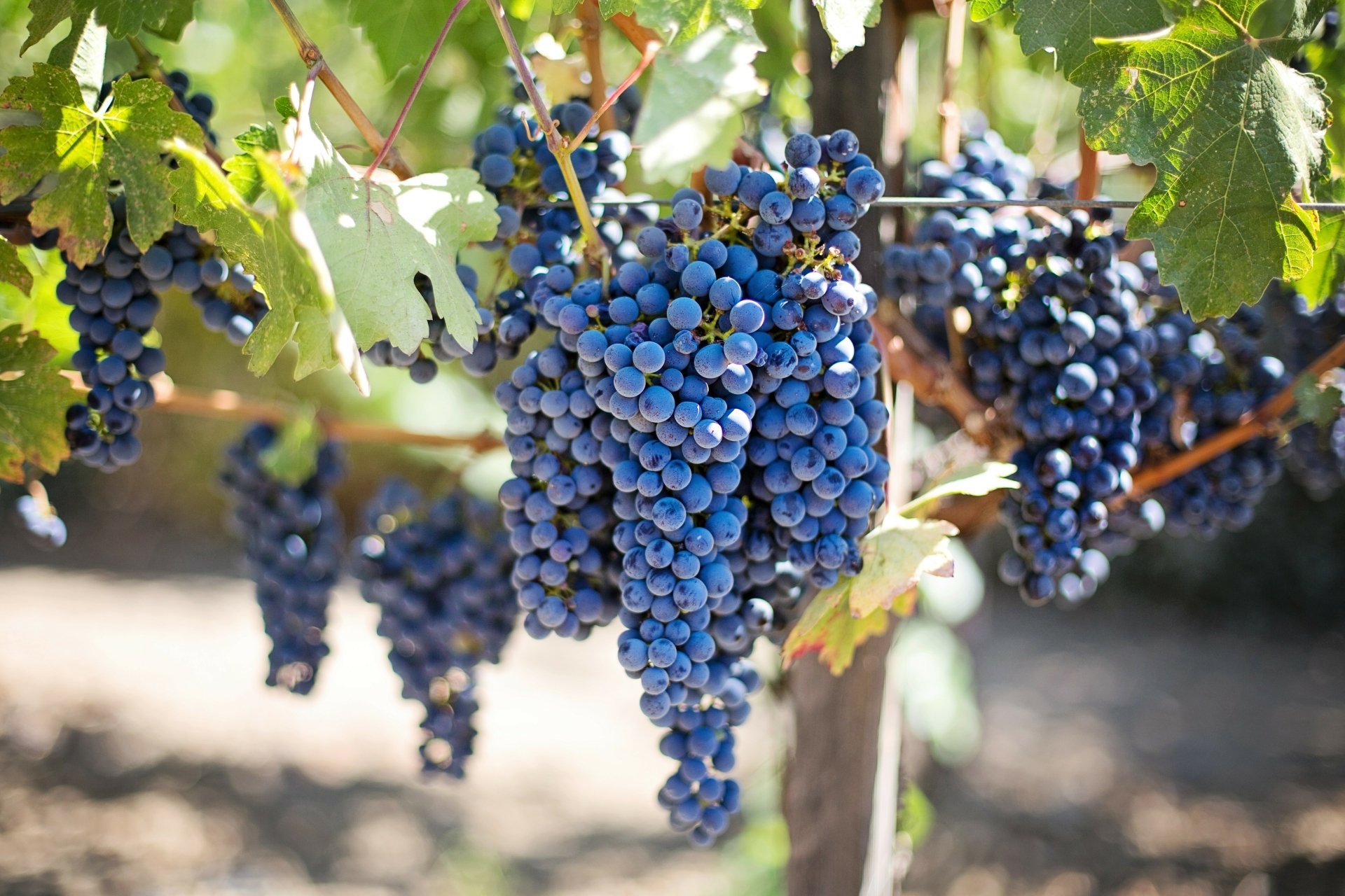 A vibrant cluster of ripe grapes hanging on the vine with green leaves, captured in stunning 4K Ultra HD as a PC desktop wallpaper and background.
