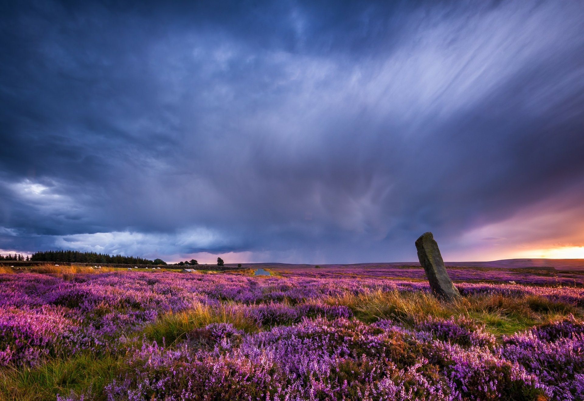 Download Flower Nature Landscape HD Wallpaper