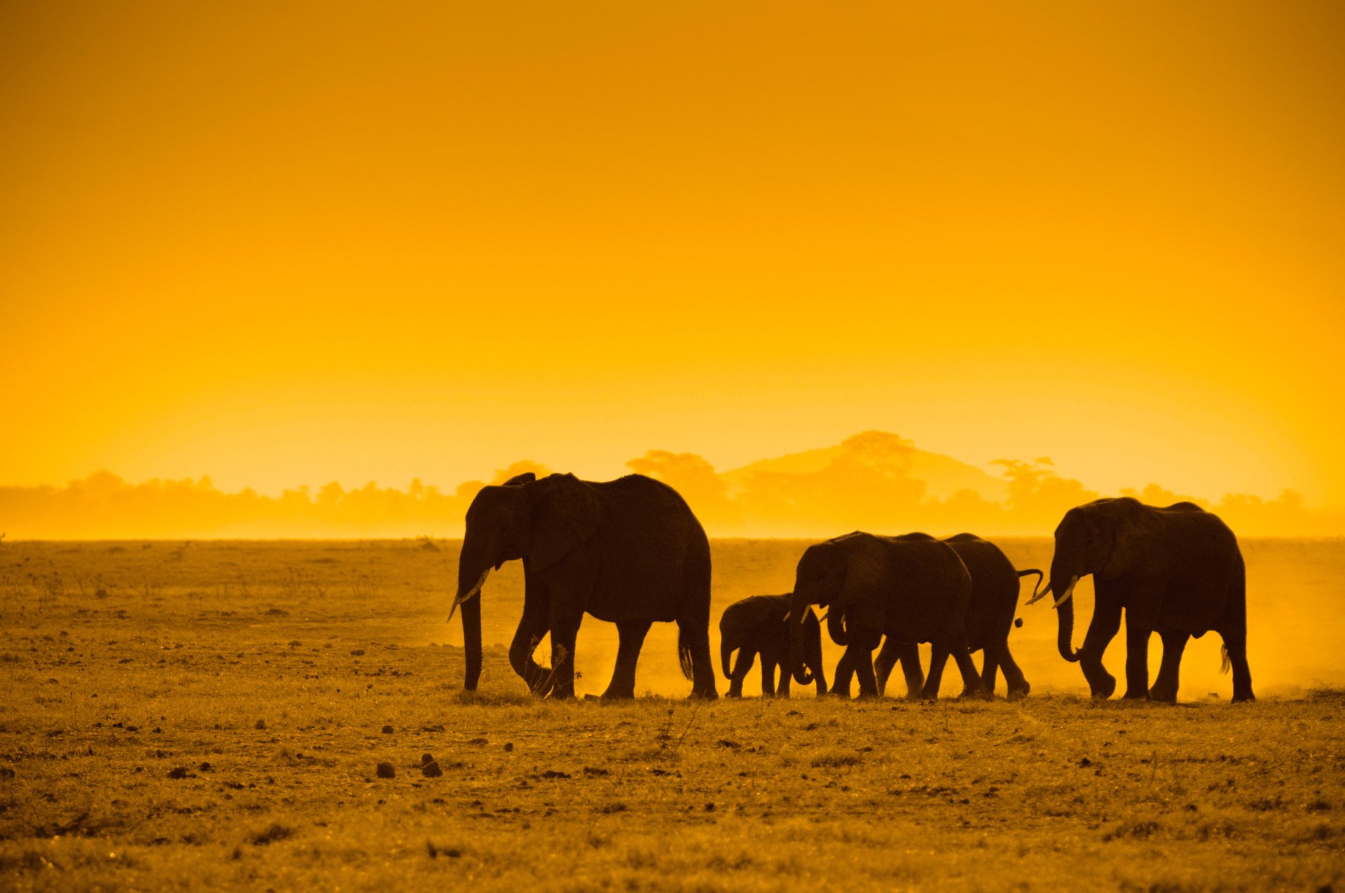 Elephants in the Sunset Papel de Parede HD | Plano de Fundo | 2409x1600