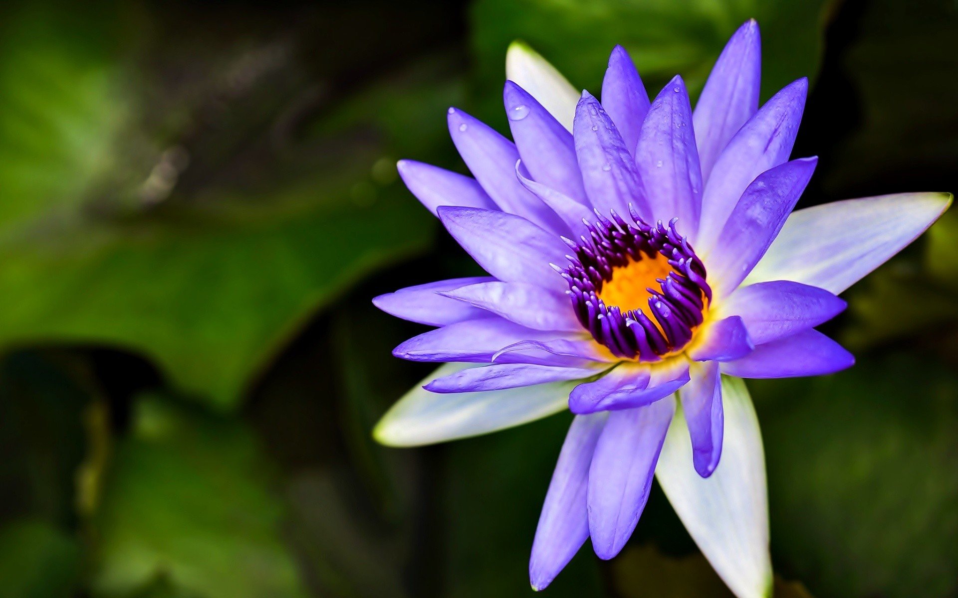 Trends For Purple Water Lily Wallpaper wallpaper