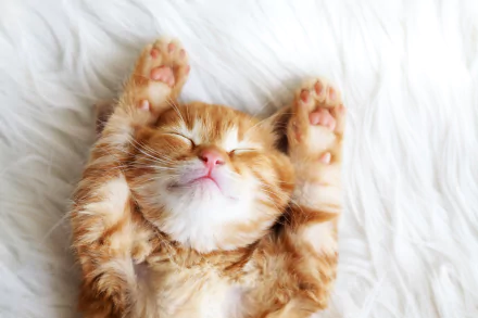 4K Ultra HD PC desktop wallpaper: a cute ginger kitten (animal cat) sleeping on its back with paws up on a fluffy white background.