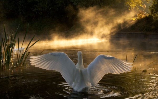 Animal Swan Birds Swans Bird Cloud HD Wallpaper | Background Image