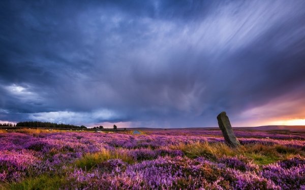 Earth Landscape Flower HD Wallpaper | Background Image