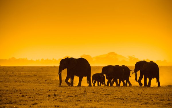 Animal African bush elephant Elephants Africa Sunset Yellow HD Wallpaper | Background Image