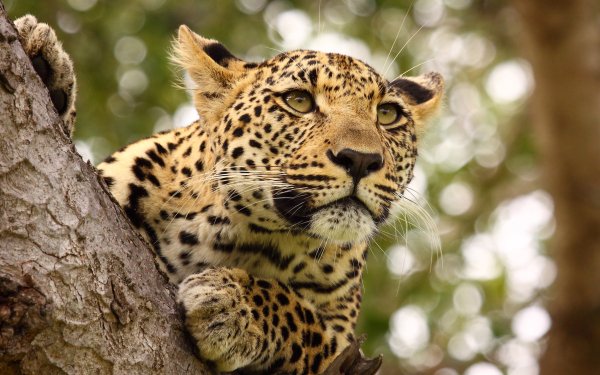 Animal Jaguar Cats Close-Up Bokeh HD Wallpaper | Background Image