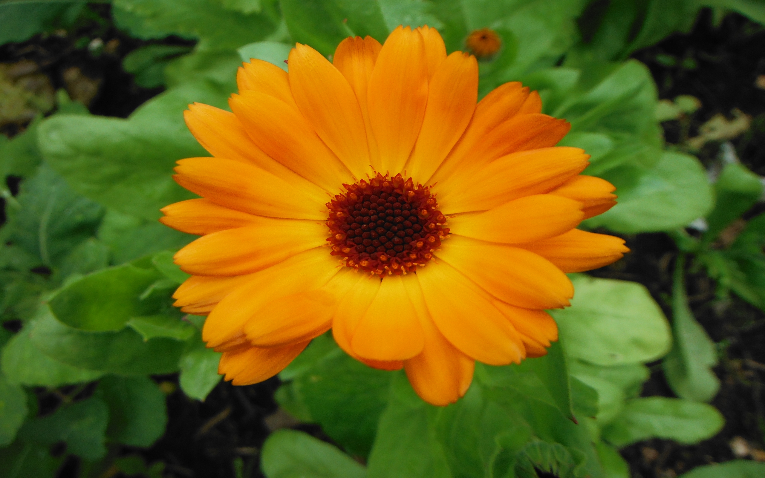 Download Yellow Flower Close-up Flower Nature Daisy HD Wallpaper