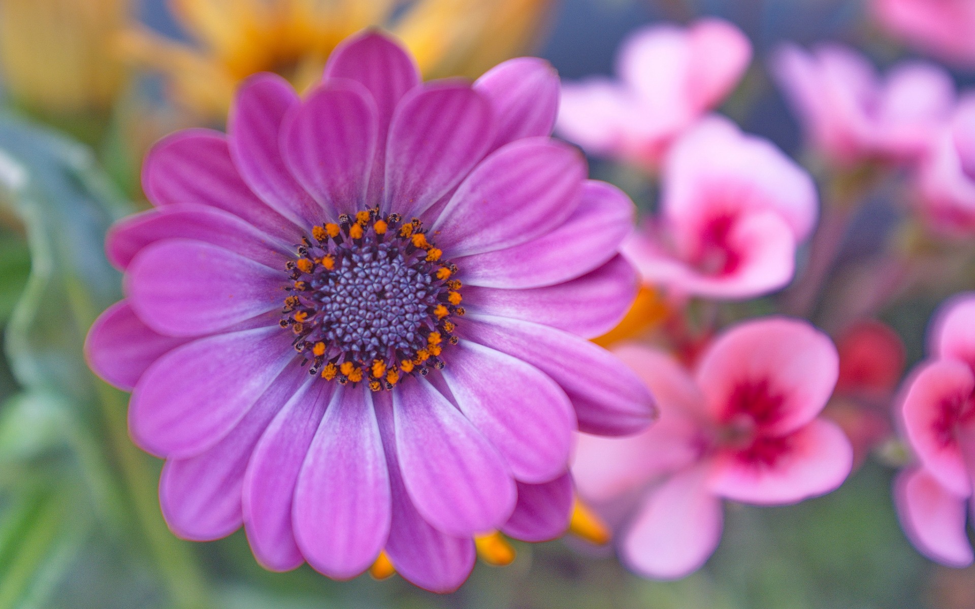 Download Purple Flower Close-up Flower Nature Daisy HD Wallpaper