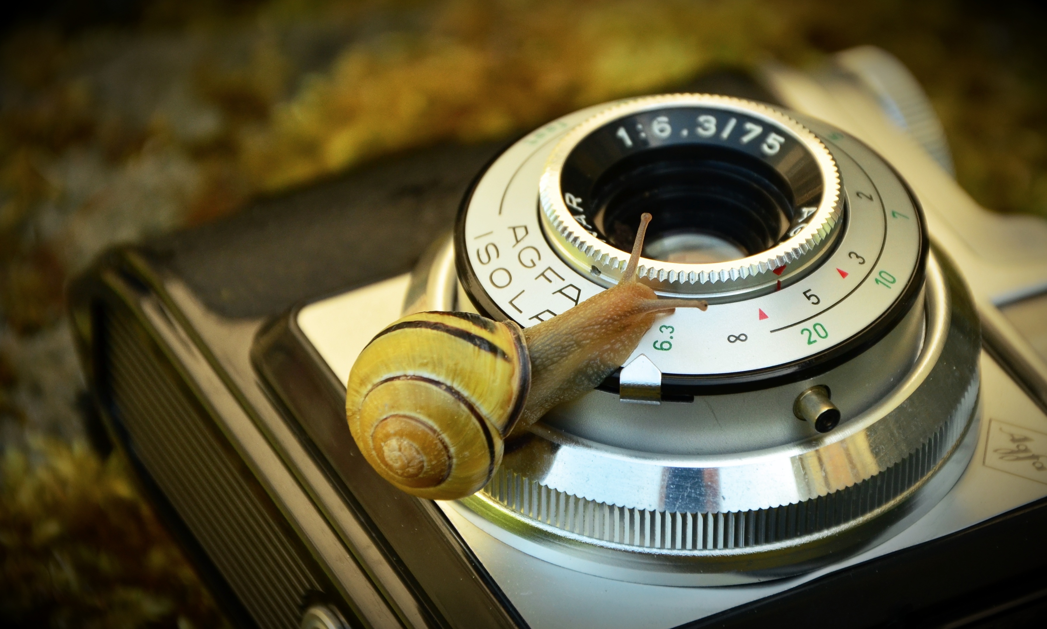 Curious snail on an Agfa camera by congerdesign