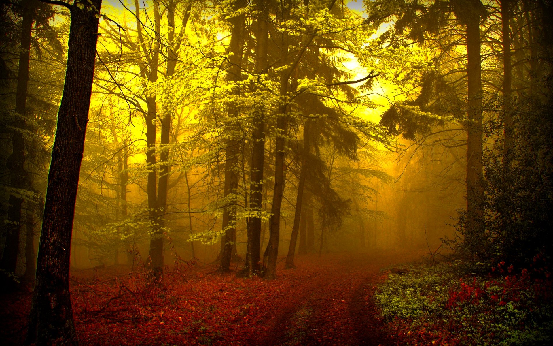 Misty Forest  passageway pathway HD Wallpaper | Background Image  