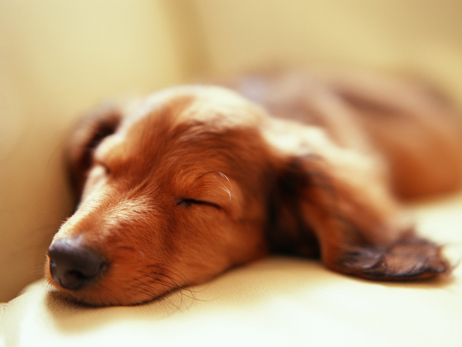 A close-up of a sleeping dog with soft fur, captured in warm tones, creating a serene and calming atmosphere for an HD PC desktop wallpaper and background.