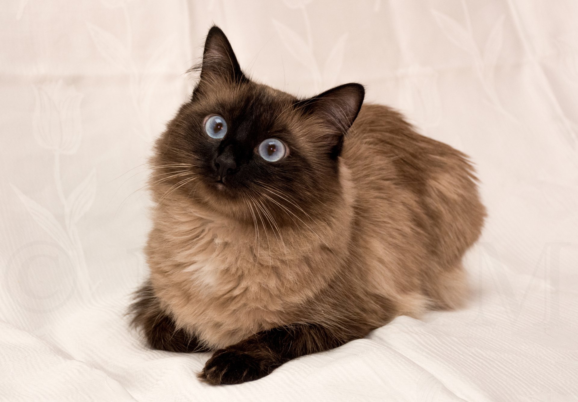 Fluffy Himalayan cat with striking blue eyes reclining on soft white fabric — 4K Ultra HD PC desktop wallpaper background.