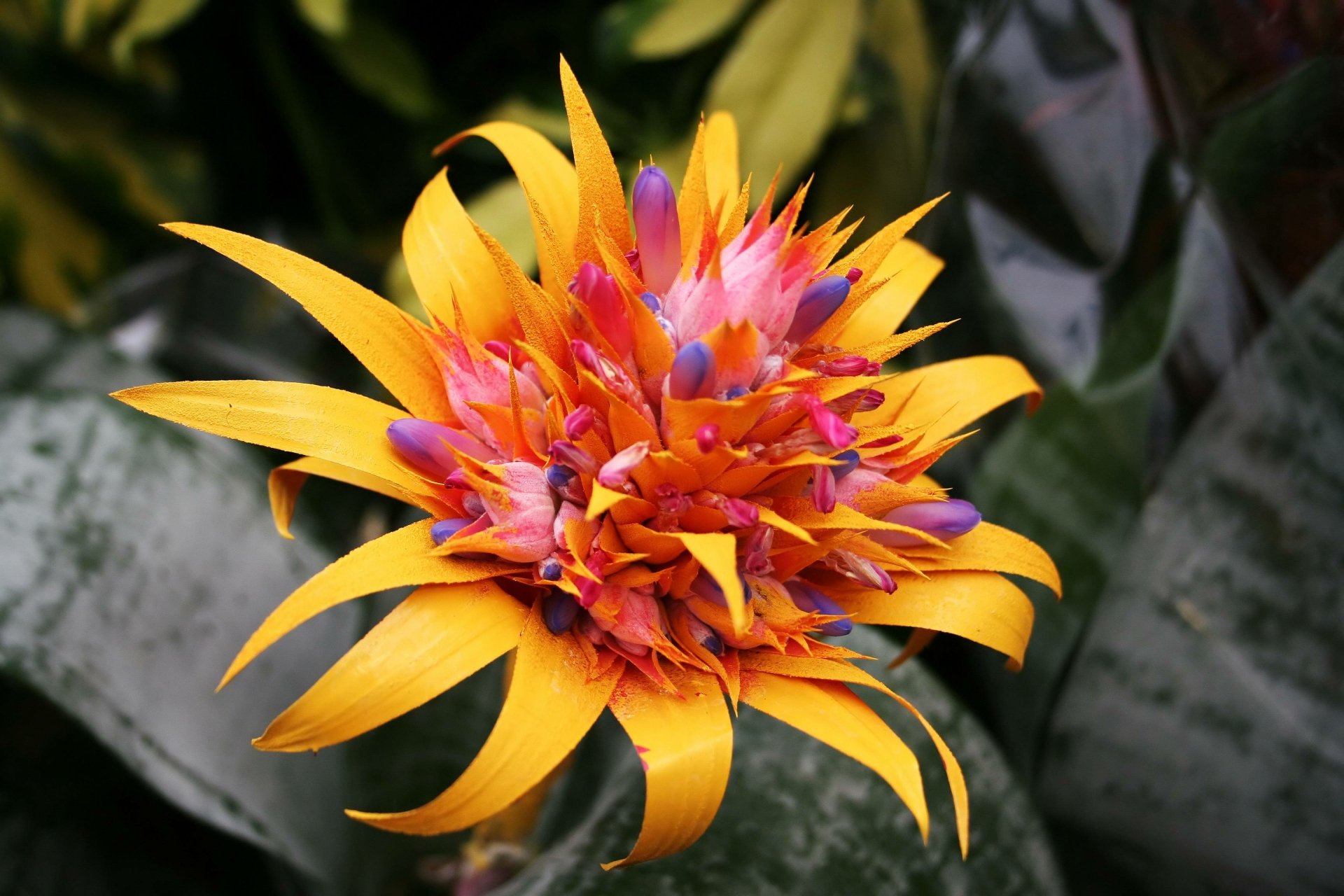 Download Yellow Flower Close-up Tropical Nature Flower HD Wallpaper