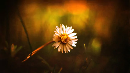 white flower nature flower HD Desktop Wallpaper | Background Image