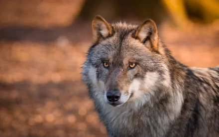  Beautiful Gray Wolf