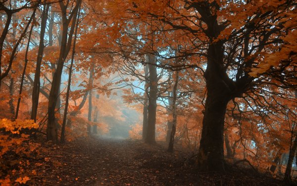 Earth Tree Trees Fog Fall Red Forest HD Wallpaper | Background Image