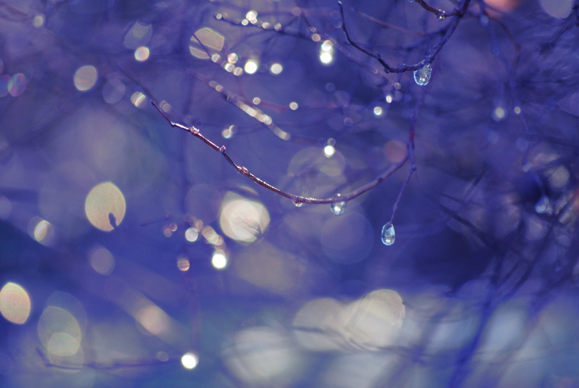 Download Branch Bokeh Nature Water Drop 4k Ultra HD Wallpaper