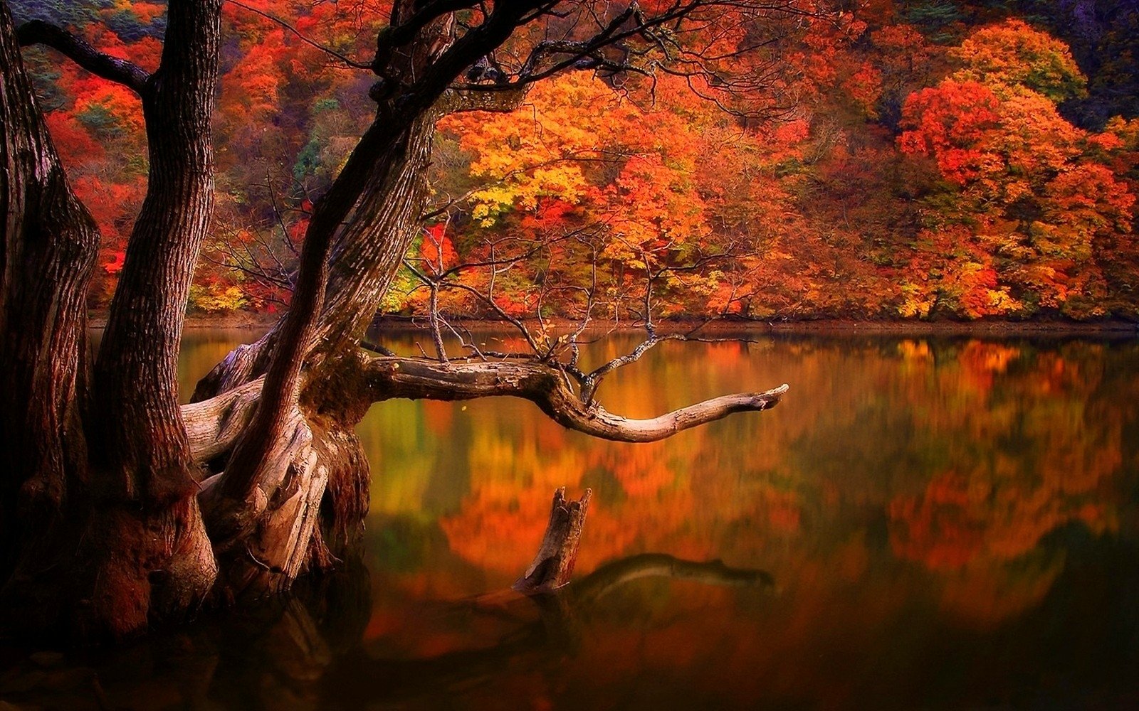Old Tree On Autumn Lake Wallpaper And Background Image 1600x1000 Id