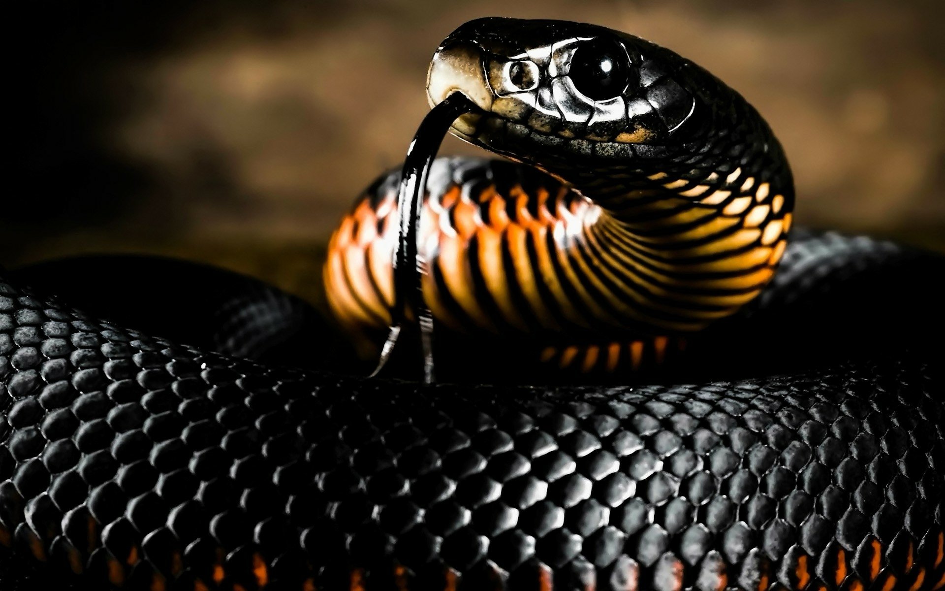 Black Snake posted by Sarah Walker iPhone Wallpapers Free Download