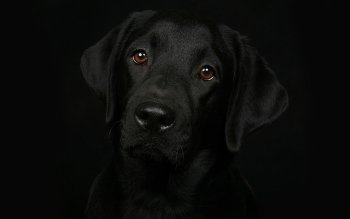 black labrador dog wallpapers