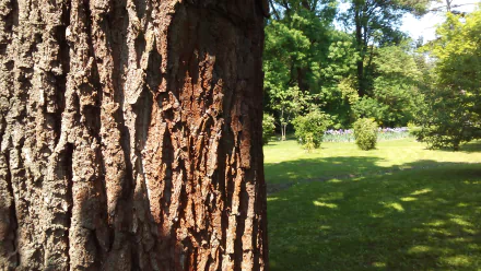 close-up log green brown nature tree HD Desktop Wallpaper | Background Image