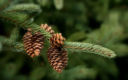 HD wallpaper featuring pine cones hanging from a branch, with a blurred green background.