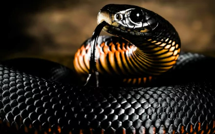 Close-up of a red-bellied black snake with glossy scales and flicking tongue, captured in high definition for a striking PC desktop wallpaper.
