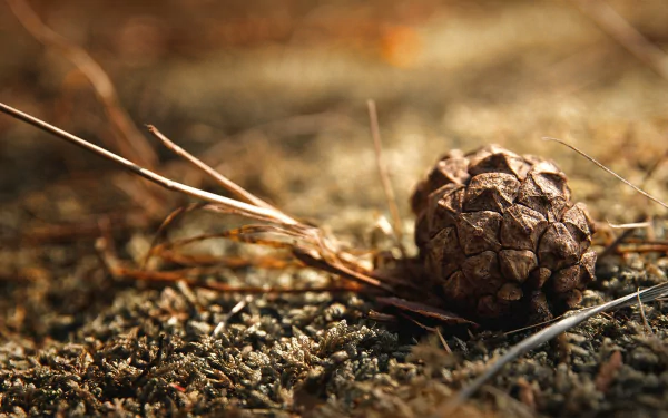 A pine cone rests on the forest floor in this high-definition desktop wallpaper background.