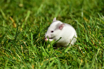 A white mouse rodent on green grass, captured in sharp detail as a 4K Ultra HD PC desktop wallpaper and background.