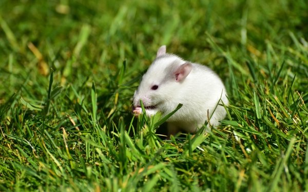 Animal Rat Rodent Mouse HD Wallpaper | Background Image