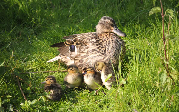  Mother duck and her ducklings by JessicaJohnson