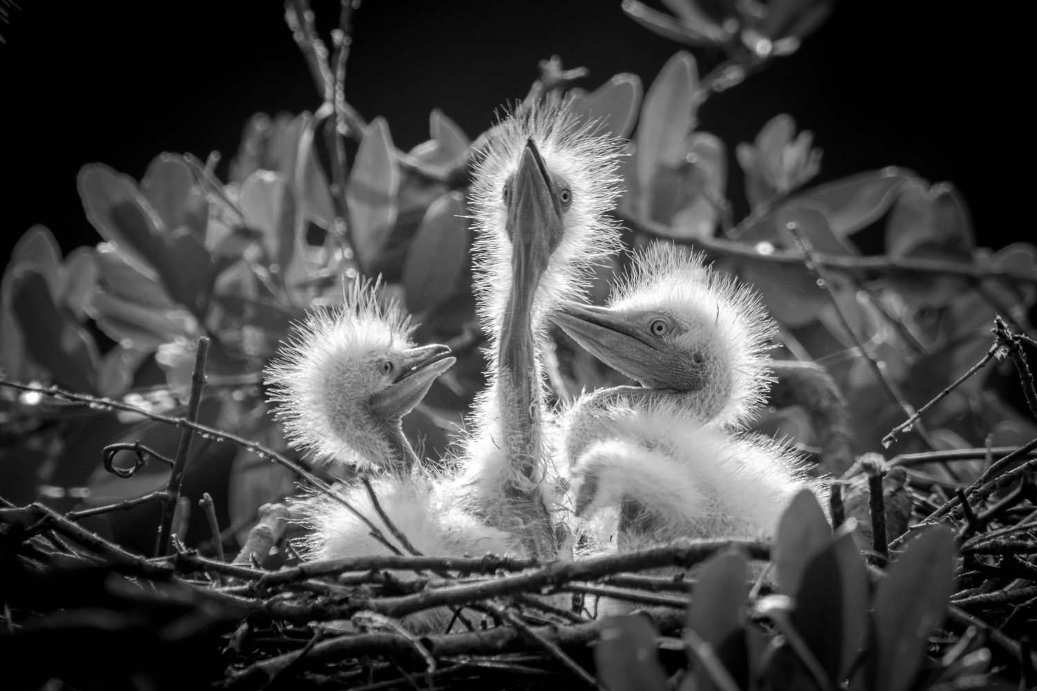 Download Animal Bird Wallpaper by Joseph Rossbach