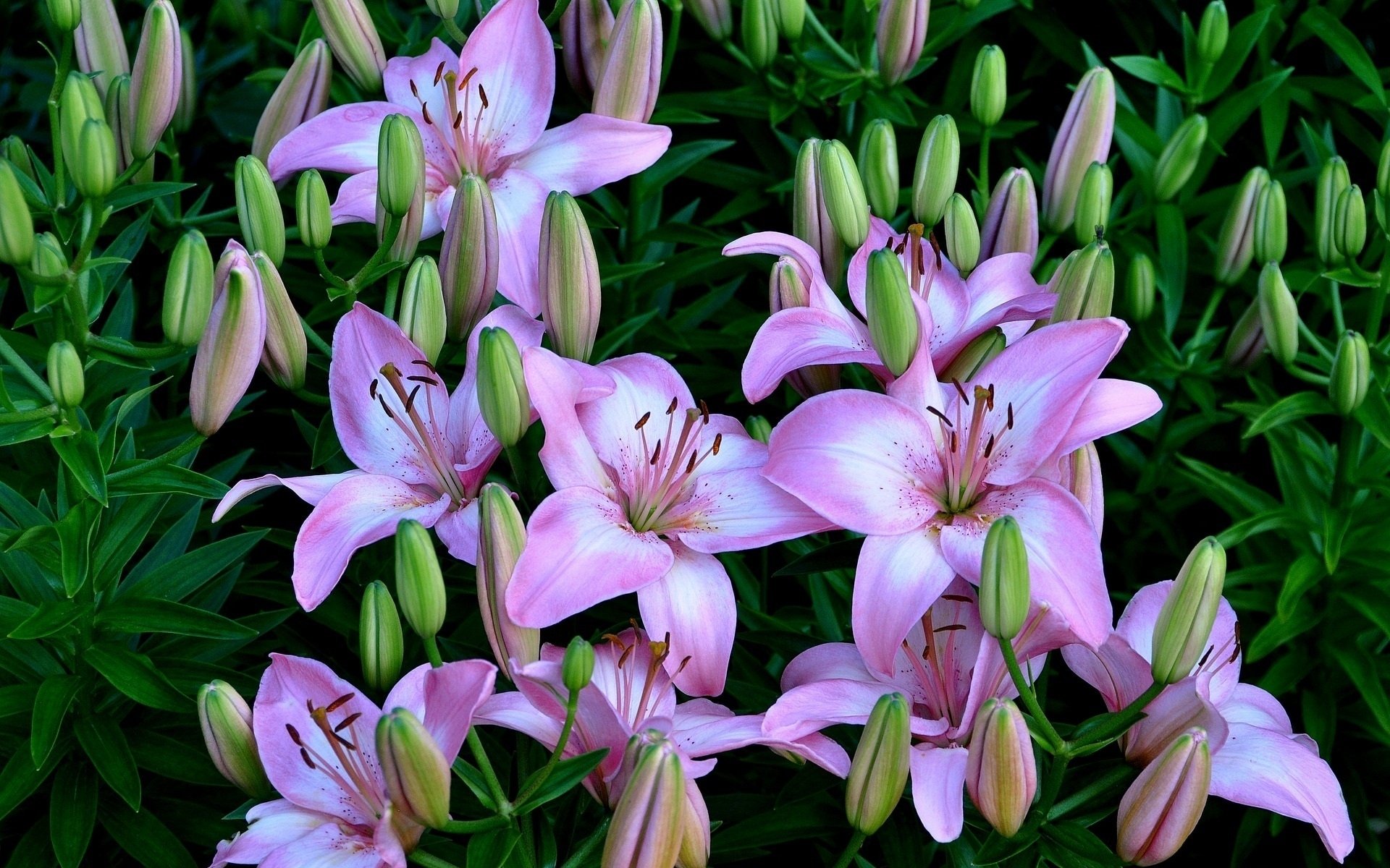 Purple Lilies HD Wallpaper | Background Image | 1920x1200 | ID:703583