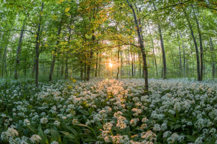 A sunlit spring forest with a dense carpet of white flowers, captured in stunning 4K Ultra HD, showcasing vibrant nature and serene woodland beauty.