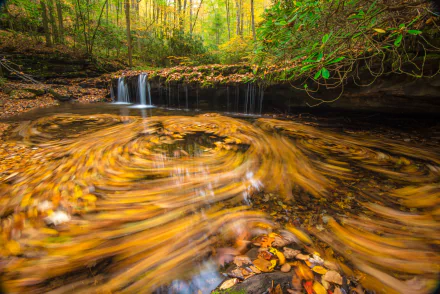  Forest waterfall by Joseph Rossbach