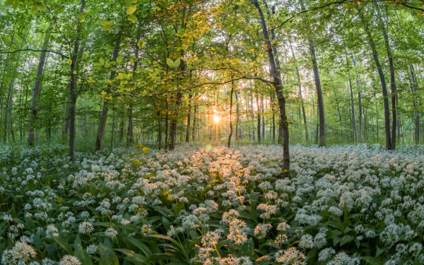 A sunlit spring forest with a dense carpet of white flowers, captured in stunning 4K Ultra HD, showcasing vibrant nature and serene woodland beauty.