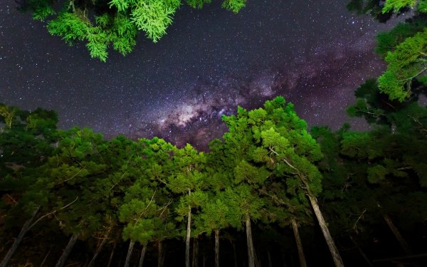 Earth Sky Starry Sky Milky Way Forest Tree Green HD Wallpaper | Background Image