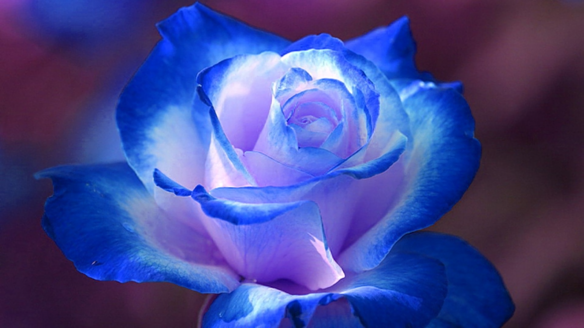 Rose Full HD, HDTV, 1080p 16:9 Wallpapers, HD Rose 1920x1080 Backgrounds,  Free Images Download