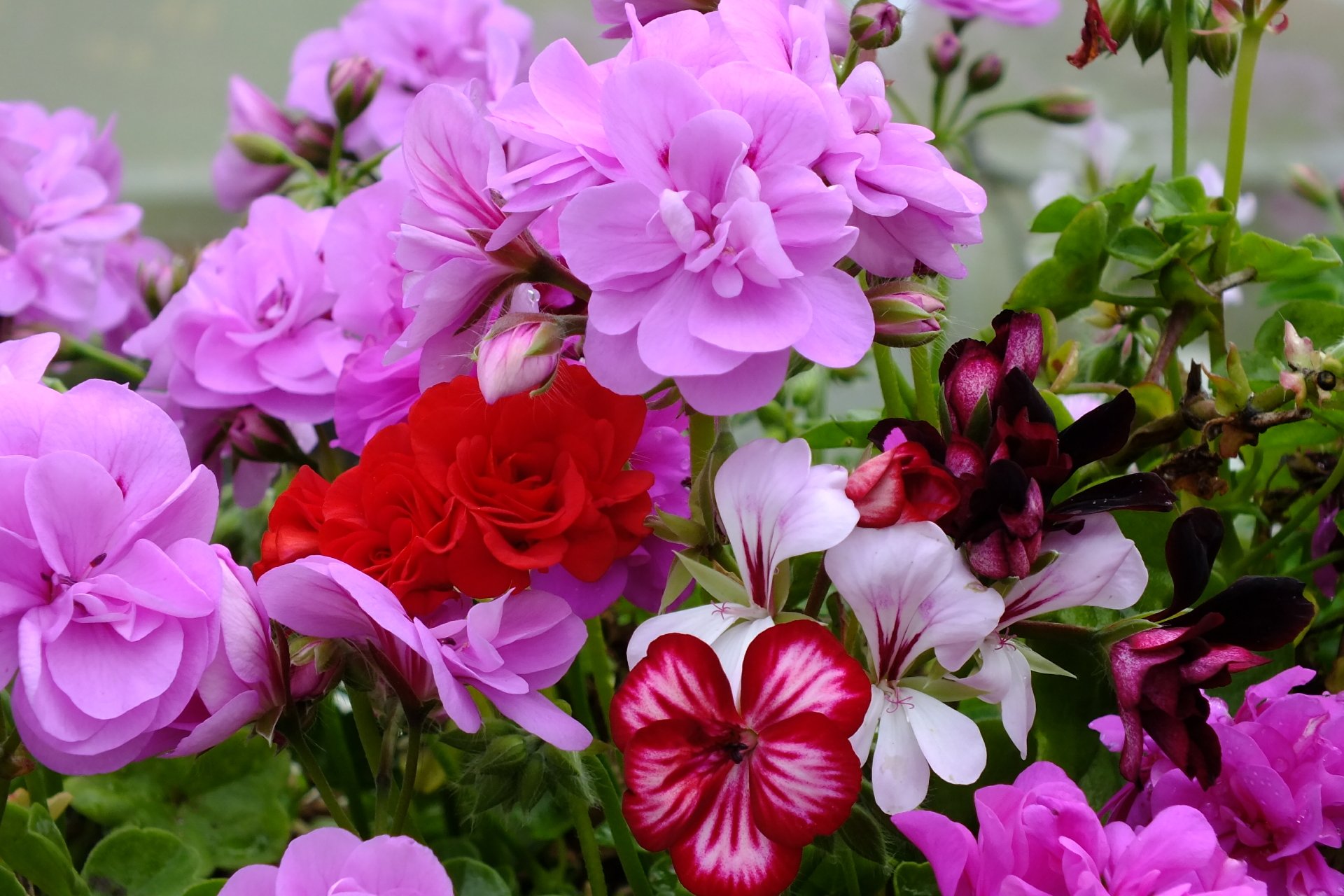 Download Red Flower Purple Flower Flower Nature Geranium HD Wallpaper by Paul Francis Gannon