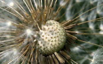 Dandelion Pfp by Richard Bartz