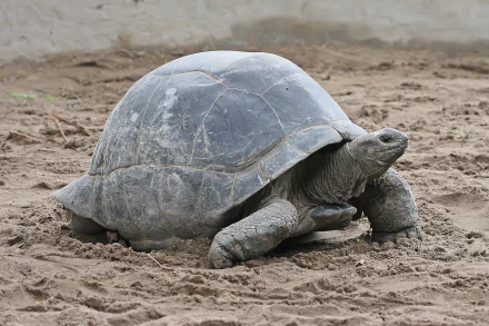 HD desktop wallpaper featuring an Aldabra giant tortoise walking on sandy ground, showcasing the animal's textured shell and sturdy legs.