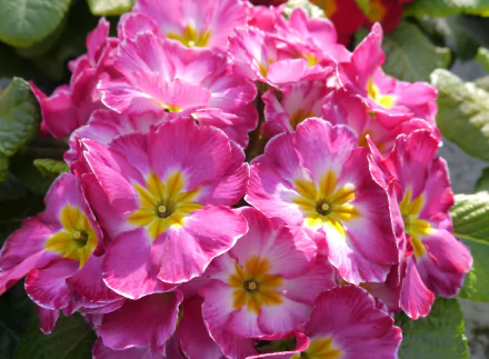 nature primula HD Desktop Wallpaper | Background Image