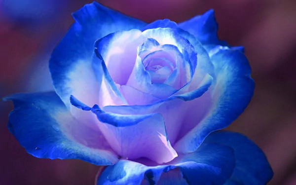  Blue Rose
