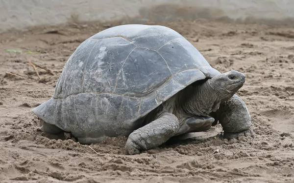 HD desktop wallpaper featuring an Aldabra giant tortoise walking on sandy ground, showcasing the animal's textured shell and sturdy legs.
