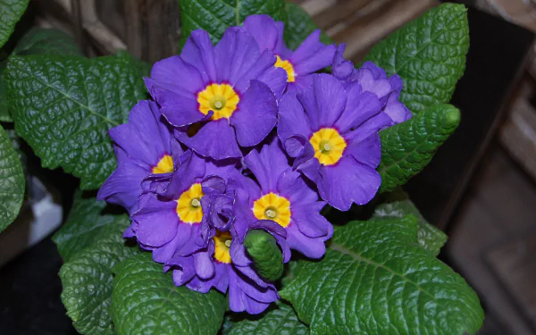 nature primula HD Desktop Wallpaper | Background Image