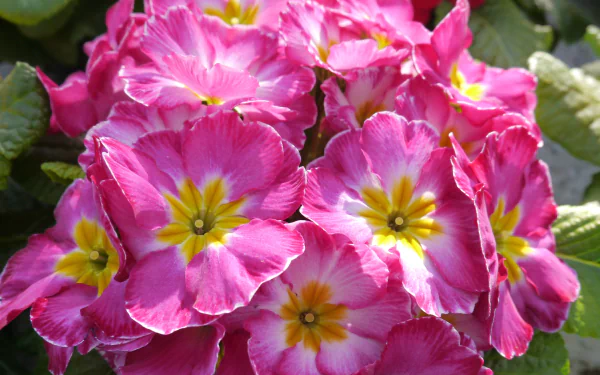 nature primula HD Desktop Wallpaper | Background Image