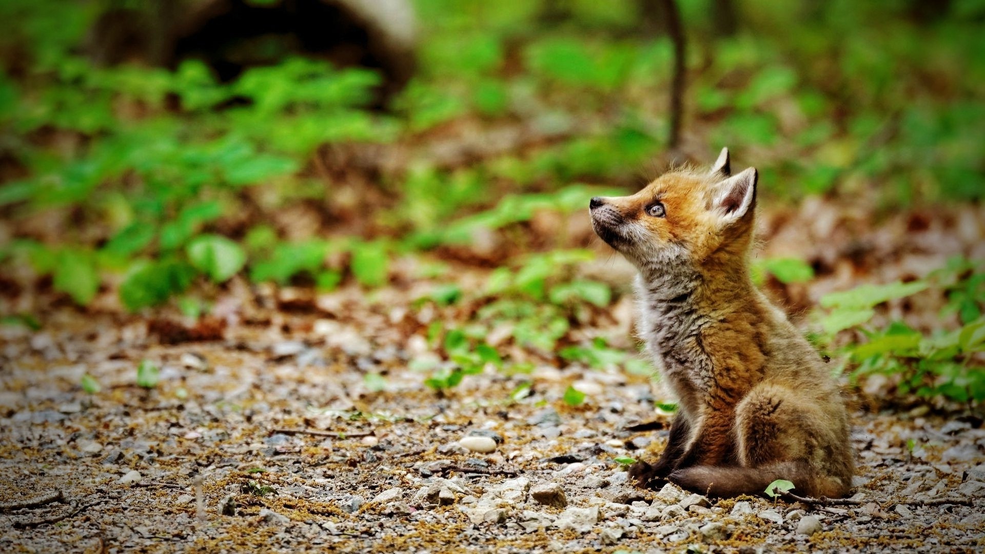 Baby Fuchs Bilder - Malvorlagen Gratis