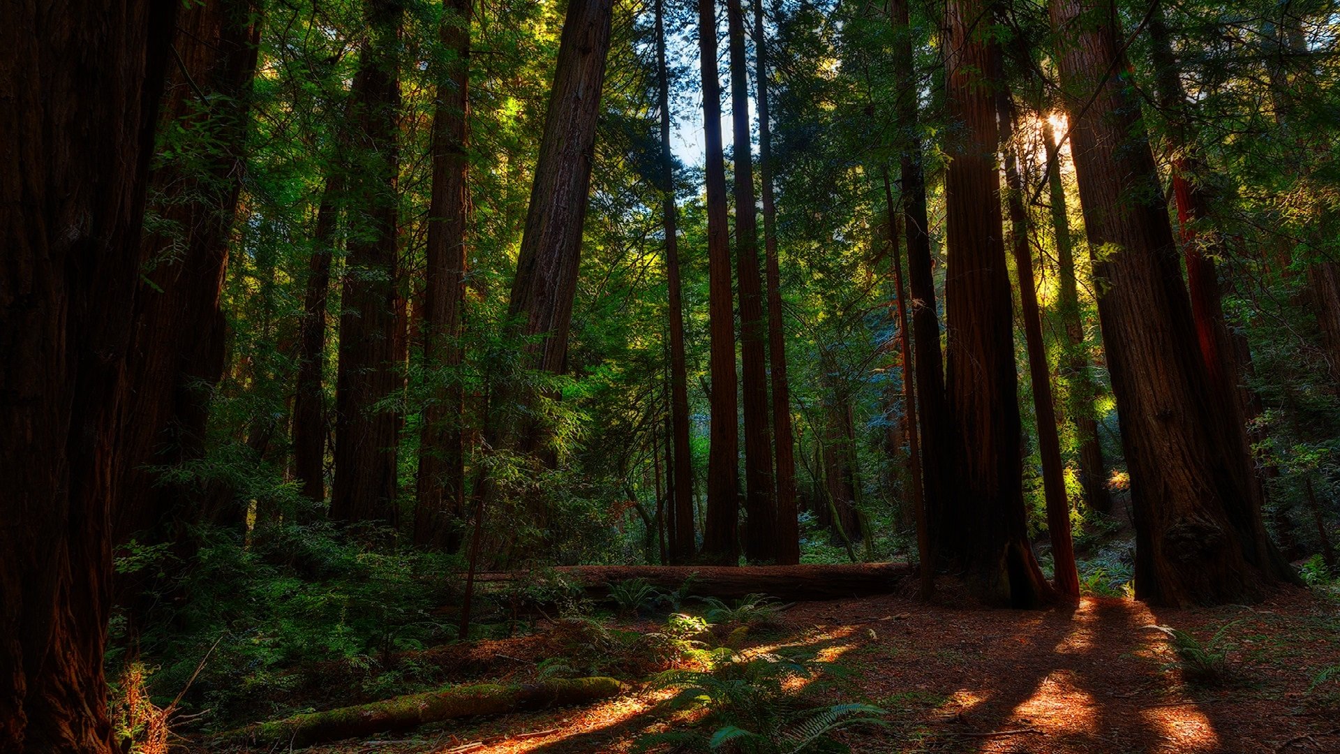 Redwood Forest Hd Wallpaper Background Image 1920x1080