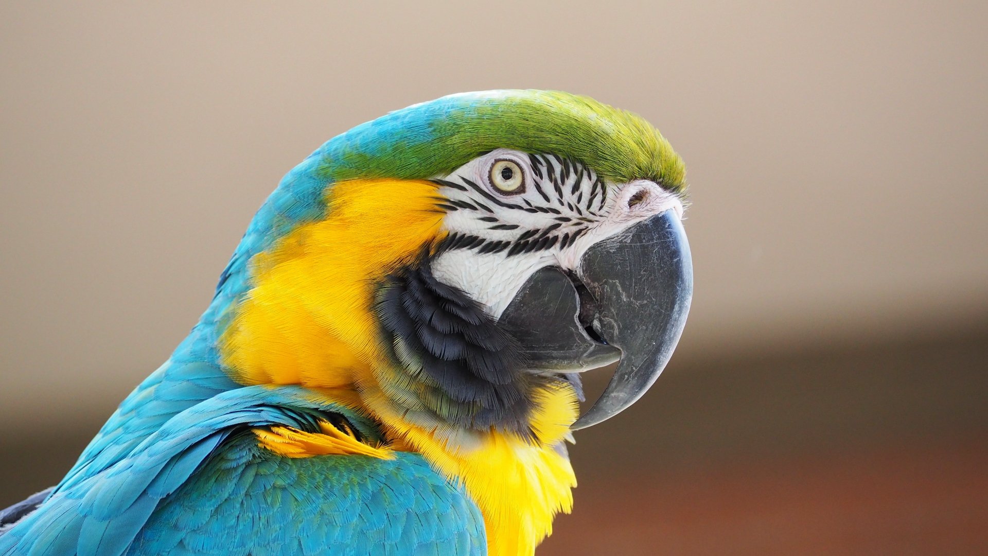 Download Parrot Close Up Bird Macaw Animal Blue And Yellow Macaw Blue   Thumb 1920 705109 